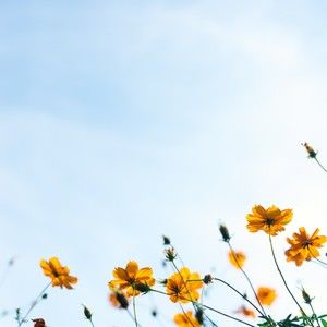 Meet your Posher, Claudie